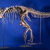 Smuggle Dinosaur Skeleton From Mongolia, Face Up To 17 Years In Prison